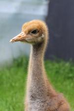 Red White Black - 12th May 2014 Red White Black - 12th May 2014